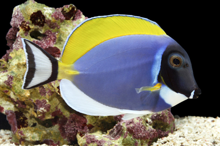 POWDER BLUE TANG  - Large 4-6 inches
