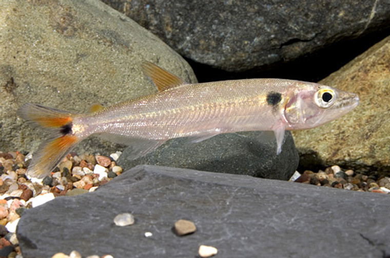 REDTAIL BARRACUDA - small