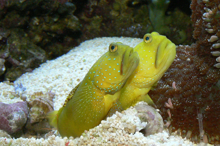 BLUE DOT WATCHMAN GOBY - Tank Raised 1- 2 inches