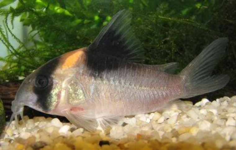 Corydoras burgessi - Large