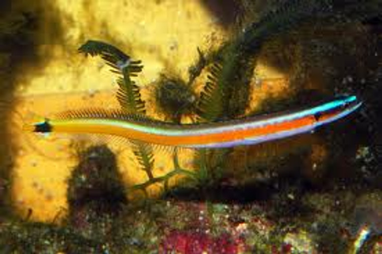 CURIOUS WORM GOBY - medium 3 - 4 inches