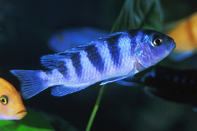 KENNYI CICHLID - small