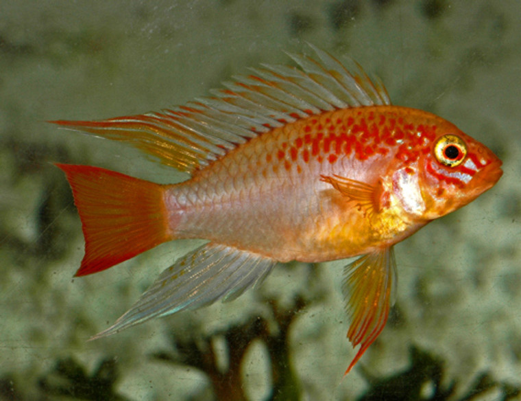 apistogramma macmasteri gold - male