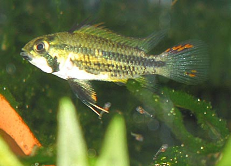 Apistogramma cacatuoides orange - female