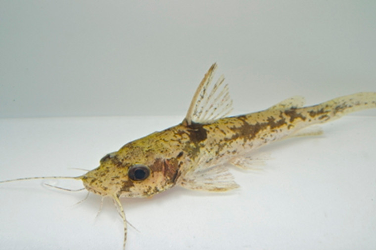 AFRICAN ORNATE CATFISH - regular