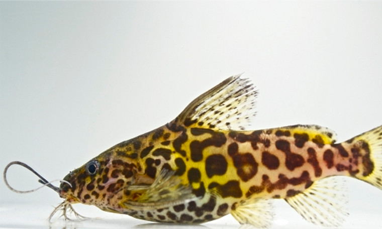 Synodontis schoutedeni - regular