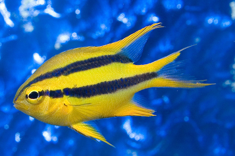 BLACK & GOLD CHROMIS - small 2 - 3 inches