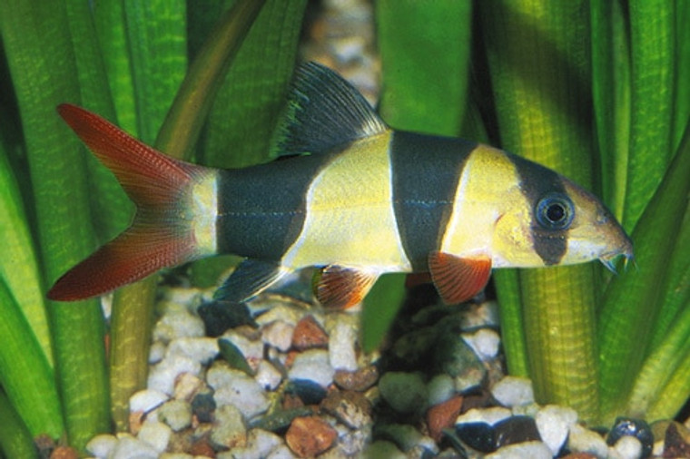 CLOWN LOACH  medium  2.5-3"