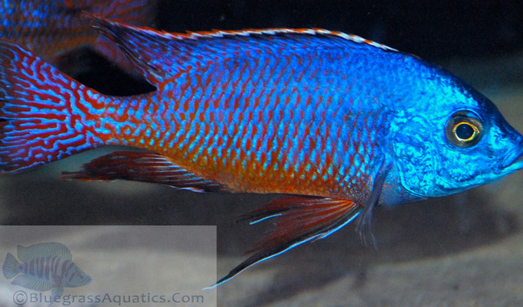 Protomelas Taeniolatus Red Empress  regular 1.25 -2.25 inch