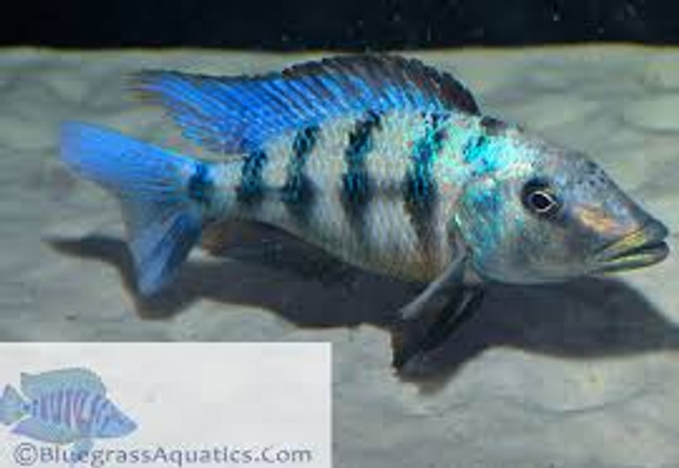 Fossorochromis rostratus - Regular: 1.25 -2.25 inches