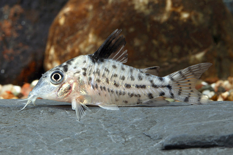 CORYDORAS AGASSIZII - regular