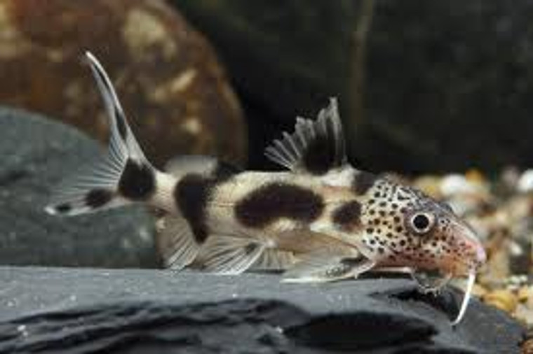 Zebra Synodontis Catfish Hybrid - regular size