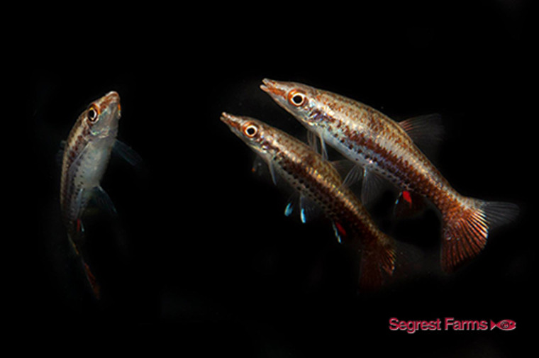 Nannostomus Eques Pencil Fish - regular