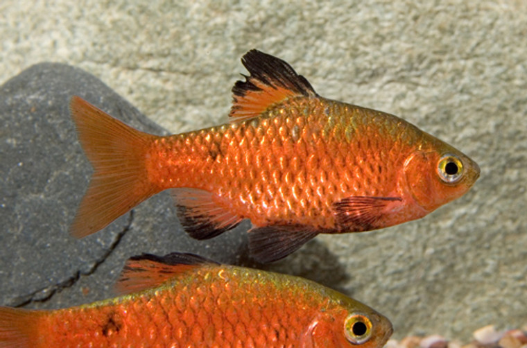 Rosy Barb Male - regular size