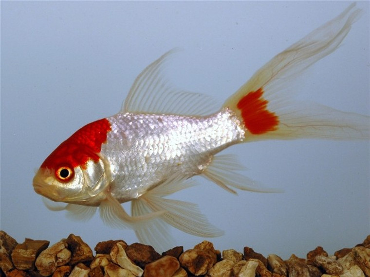 Sarassa Comet Goldfish 4-5" - medium size