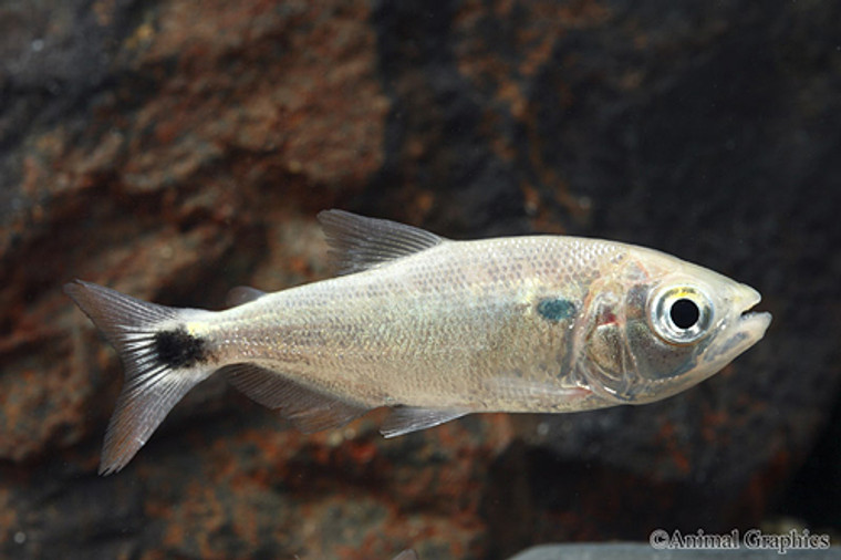 Redtail Brycon Characin - Large size