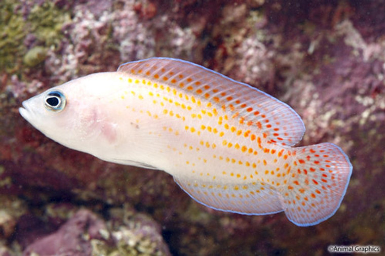 Cherry Spot Dottyback - medium size