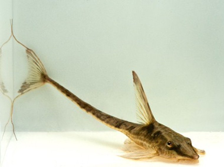 Royal Farlowella Catfish - Large size