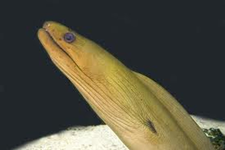 Green Moray Eel - Large size