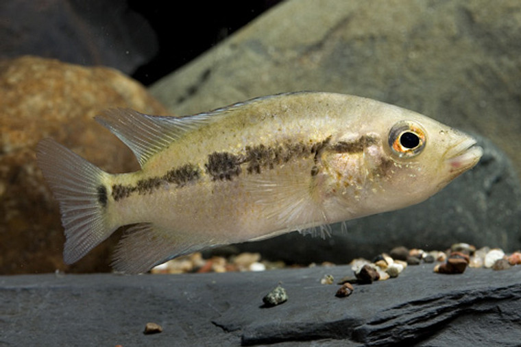 Dovii Cichlid - large size