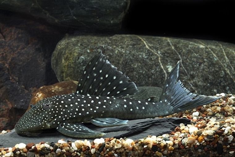 Blue Phantom Pleco L128  - small