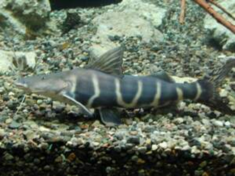False Tigrinus Catfish (brachyplatystoma juruense) - regular