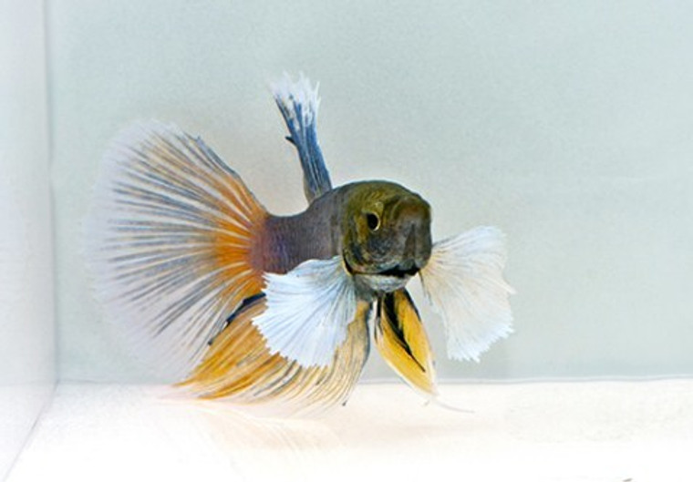 Dumbo Super Delta Betta Male - Large 2.25 - 2.5 inches