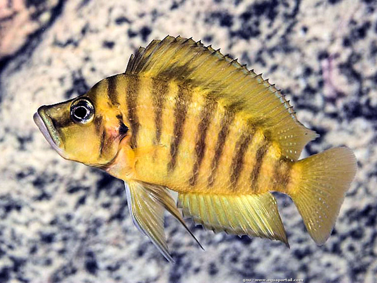 Altolamprologus compressiceps chituta gold - 1.25 - 2 inches