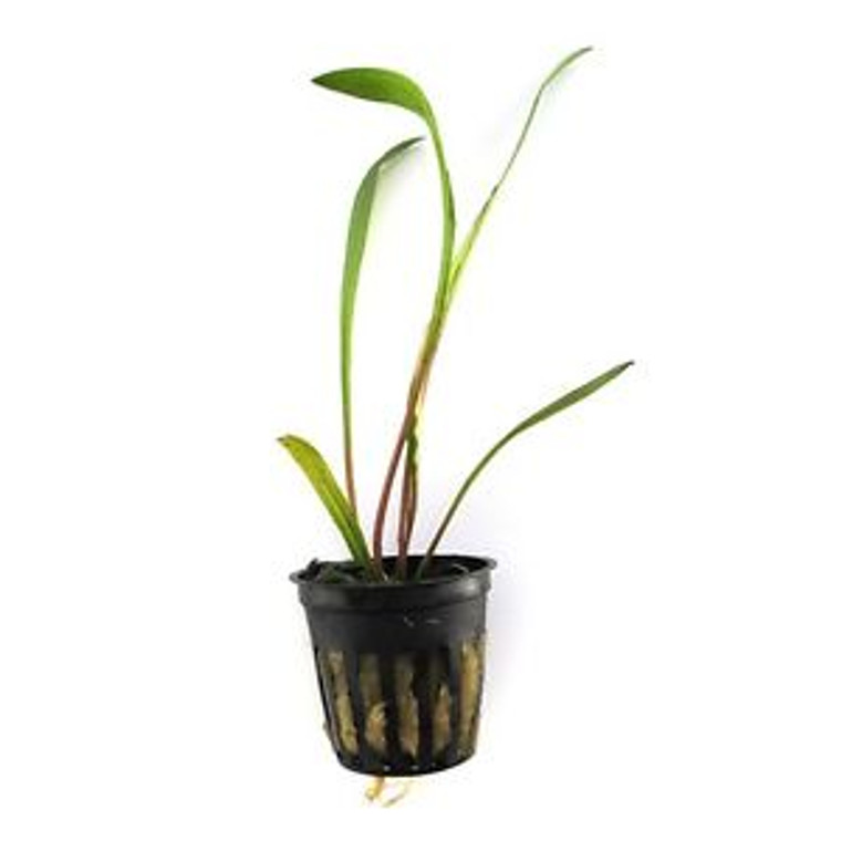 Cryptocoryne Spiralis Potted