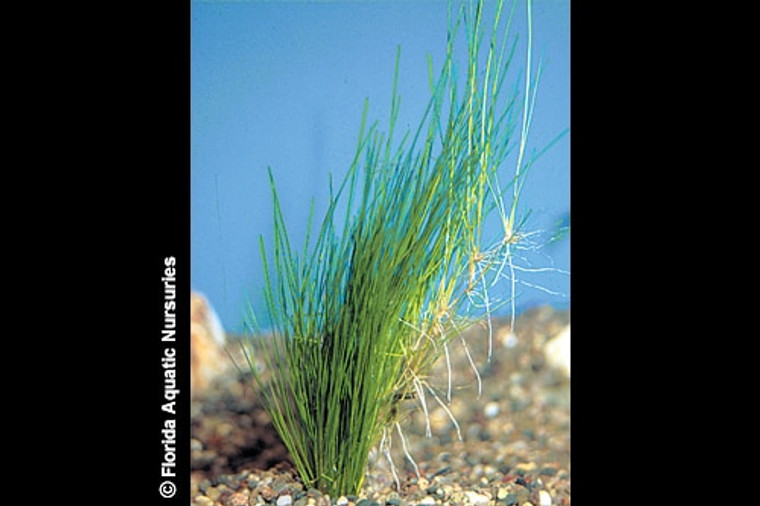 Dwarf Hairgrass Potted