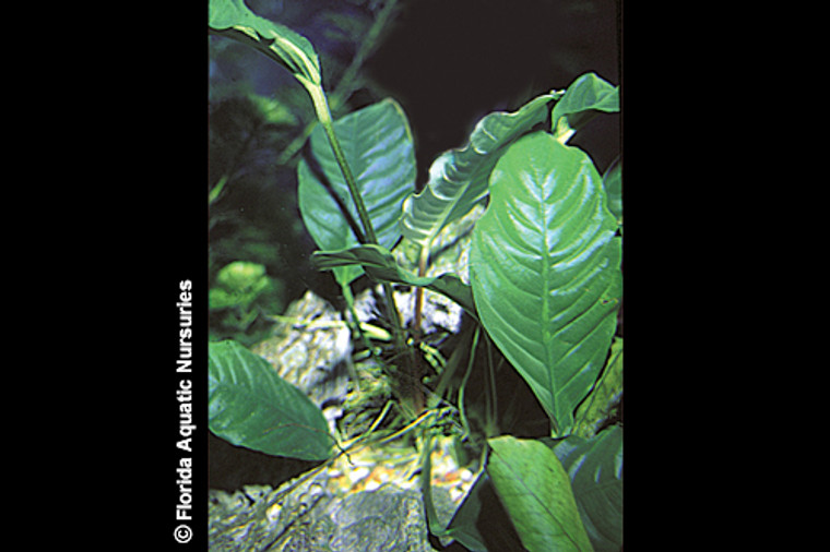 Anubias Coffefolia Plant - MEDIUM