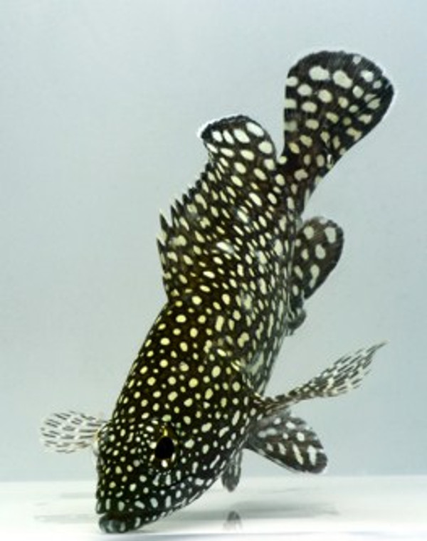Spotted Grouper - SMALL