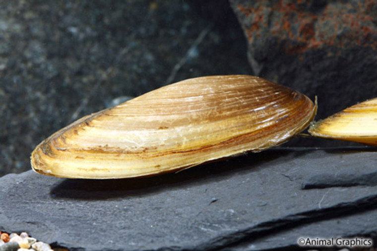 Gold Asian Freshwater Clam - REGULAR