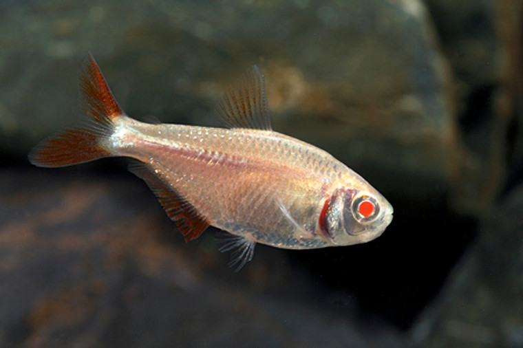 ALBINO BUENOS AIRES  TETRA regular