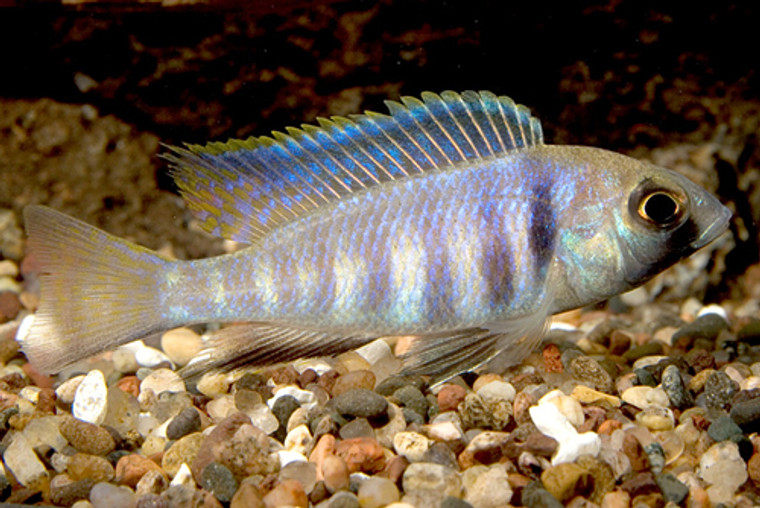 Deepwater Placidochromis Electra Hongi Cichlid  1.25-2.25 inches