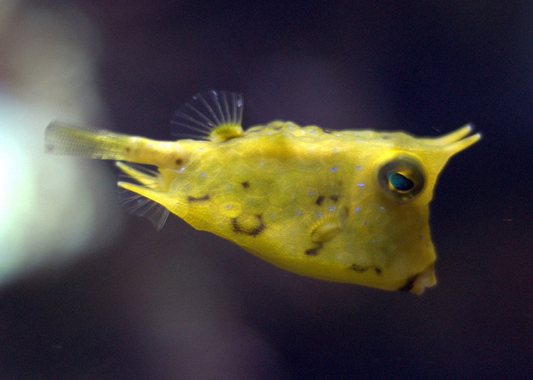 ATLANTIC COWFISH medium