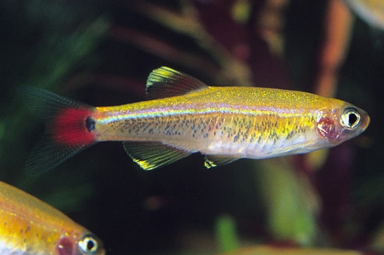 WHITE CLOUD GOLD TETRA regular