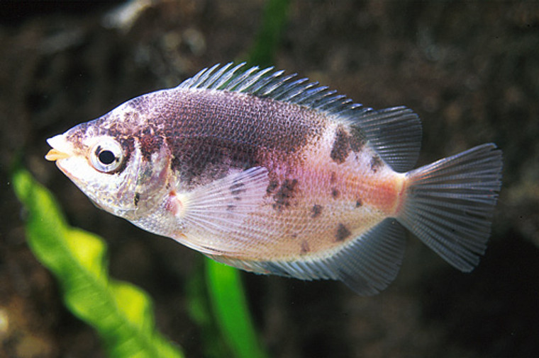 Marble Kissing Gourami  Regular – 1.5-2