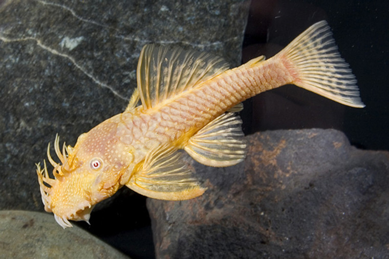 Albino Bristlenose Pleco Florida M/L