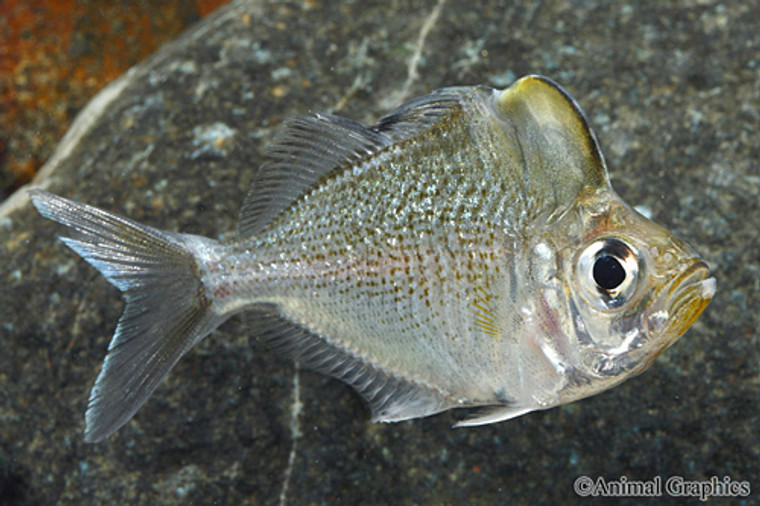 Hump Head Glass Fish - LARGE  (very unusual)