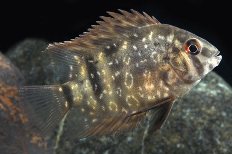 Uaru Fernandezyepezi Cichlid  REGULAR