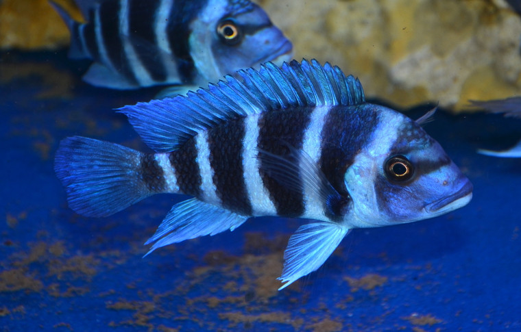 Zambian Blue Frontosa regular