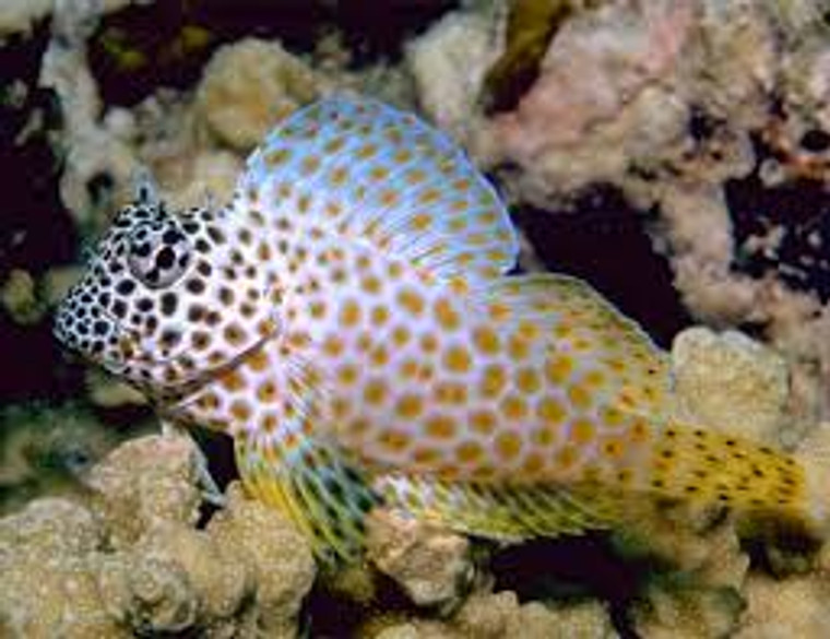 Leopard Rockskipper Blenny Indonesia  MEDIUM