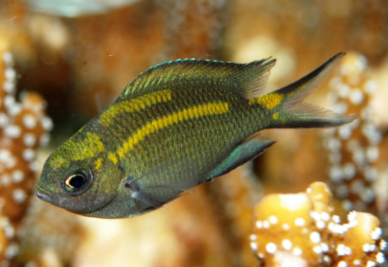 Orange Line Chromis  SMALL