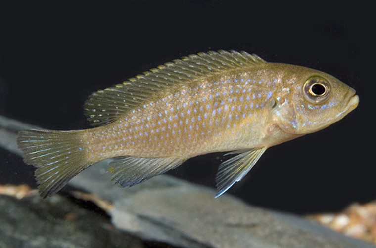 Pseudotropheus Daktari Cichlid  REGULAR