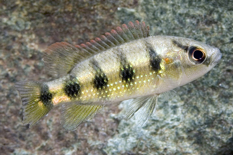 5-Spot Jewel Cichlid  REGULAR