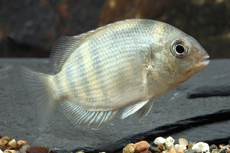 Paretroplus Menarambo Cichlid (Critically  Endangered Species) - regular size