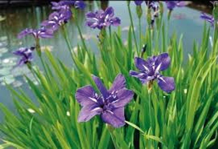 Japanese Iris Potted Plant  REGULAR
