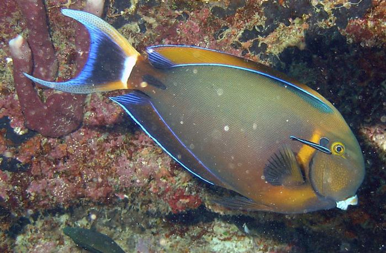 YELLOW BACKFIN TANG  - medium 3-4 inches