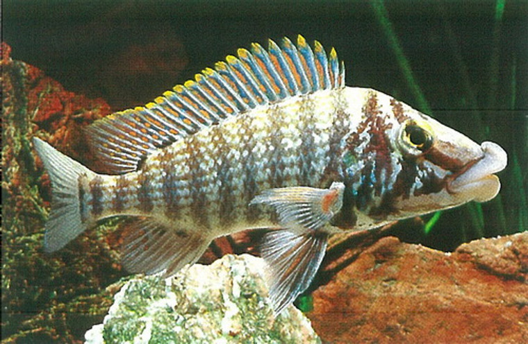 Lobochilotes Labiatus Cichlid  MEDIUM